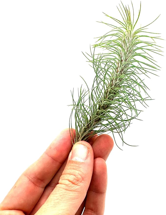 ragnaroc Air Plants - Colombian Tillandsia Funckiana, Large 5" - 5ct - Live Arrival Guaranteed - House Plants for Home Decor & Gift