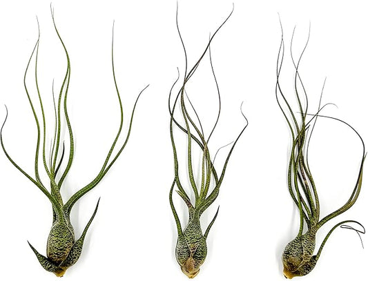 ragnaroc Live Air Plants - Tillandsia Butzii, Jumbo 7-9" - 3ct - Live Arrival Guaranteed - House Plants for Home Decor & Gift