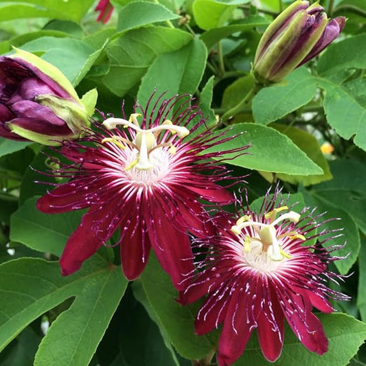 Burgundy Passion Flower Plant - Burgundy Passion Flower Vine Live Plant - Size 5 to 7 Inch Tall, Passiflora Flowers Starter Plant, Without Pot
