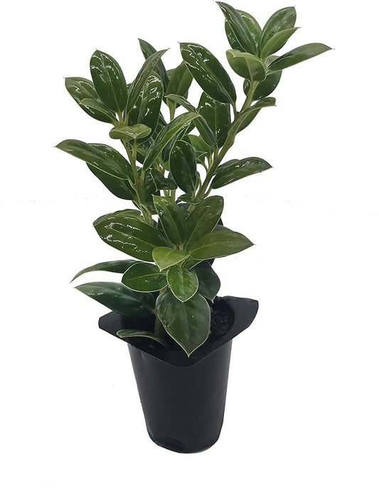 Burfordi Holly | 20 Live Plants | Ilex Cornuta | Fast Growing Evergreen Shrubs, Privacy Hedge Plants, Dark Green Foliage, Low Maintenance Landscaping, Ideal for Hedges and Borders