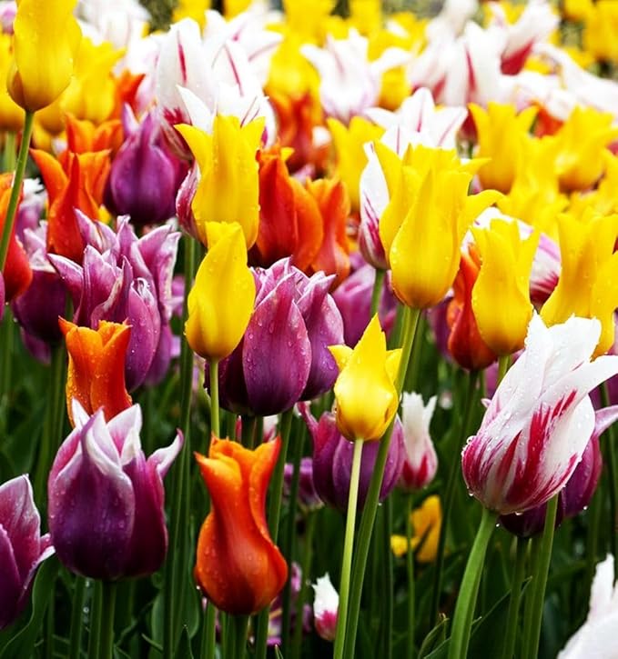 10 Triumph Tulip Bulbs for Fall Planting Mixed Perennial Flower Large Size Tulip Bulbs Changing Colors Mixture Size 12+ (Clusiana)