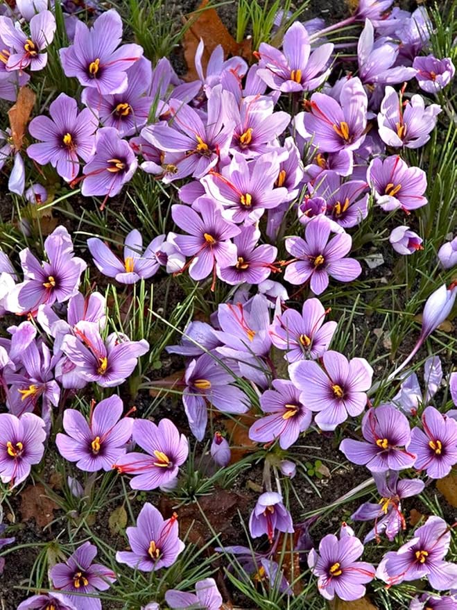 Saffron Crocus Bulbs - Long Lasting, Enhance Garden with Exquisite Flavor | Harvest Spice at Home - Low Maintenance & Easy to Grow - Autumn Bloomers (100 Pack)