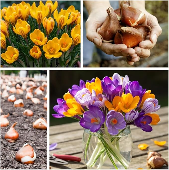 Mixed Crocus Bulbs for Planting - Ships from Our Iowa Nursery (50 Bulbs)