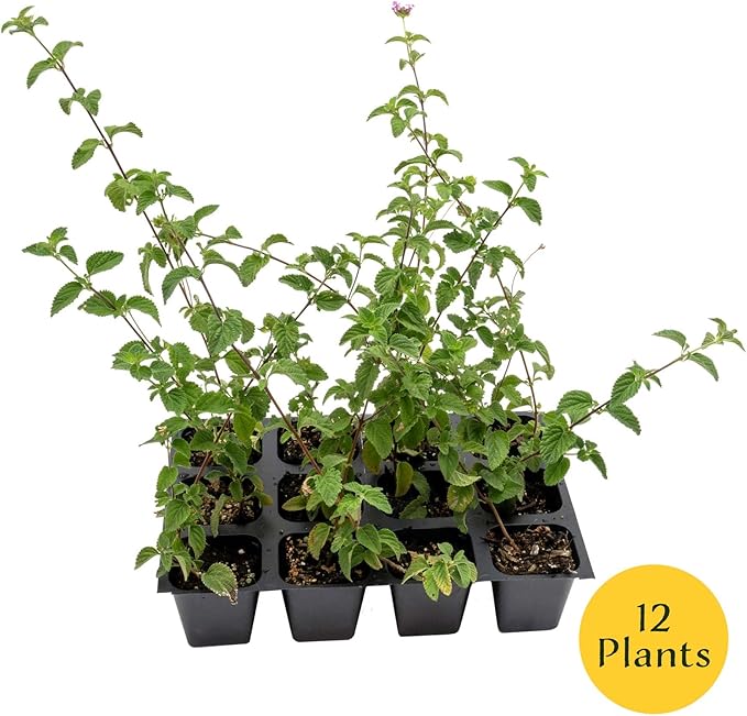 12 Lavender Lantana in 2.5” Nursery Cubes (Lantana montevidensis) | Trailing Live Evergreen Shrub for Containers & Landscapes | Ready-to-Plant Live Starter Plants
