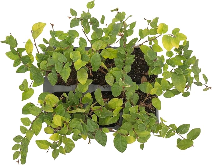 6 Creeping Fig, Live Plants – Ficus Repens – Fast-Growing & Versatile Climbing Vine in 2.5” Nursery Cubes – Perfect for Living Walls, Topiaries, Ground Cover & Indoor/Outdoor Decor