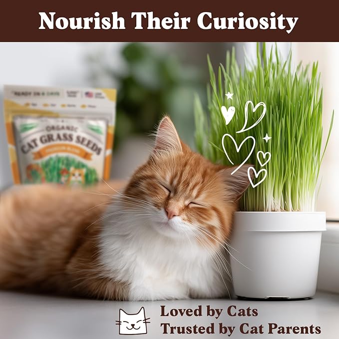 Seedboy Organic Cat Grass Seeds for Planting, Non-GMO Wheat, Oat, Rye, and Barley Cat Grass for Indoor Cats (16 oz)