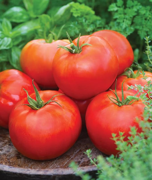 Burpee 'Big Daddy' Hybrid , Red Slicing Tomato , 35 Non-GMO Seeds