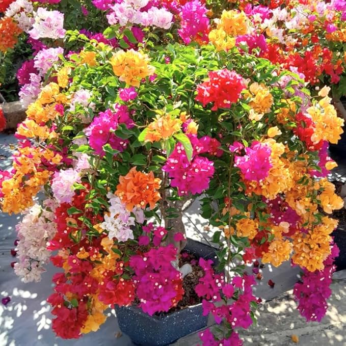 2 Bougainvillea Plants Live, Trailing Flowering Vines, 5-9” Tall, Well-Rooted Bougainvillea Trees for Outdoor Garden or Patio (Mix Bougainvillea)