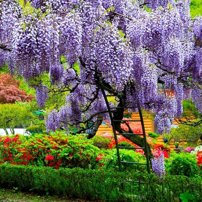 Purple Wisteria Live Plant in 2.5" Pot, 6-12 Inch Tall Fragrant Wisteria Vine for Garden Trellis and Containers