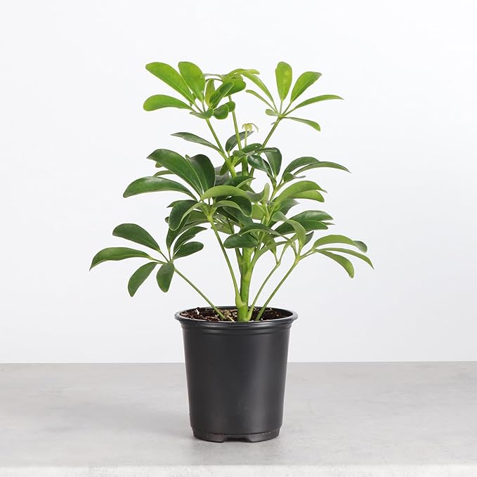 Thorsen's Greenhouse Live Arboricola Umbrella Tree Plant, Schefflera Arboricola, Natural Air Purifier, Easy to Grow, Live Indoor Houseplant, 4-inch Diameter (Growers Pot)