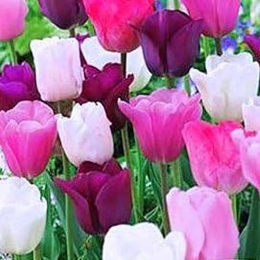 Purple Rain Tulip Bulbs – Mix of Pink, Purple and White, Top Size Bulbs, Perennial Flowers (5 Bulbs)