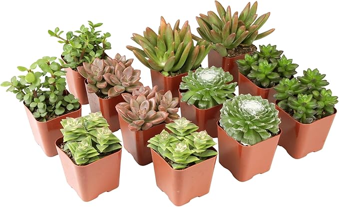 Altman Plants, Live Succulents Plants Live Houseplants (12PK), Succulents Live Plants Live House Plants Indoors Live, Live Cactus Plants Live Cacti Succulent Plants Live Indoor Plants Live Houseplants