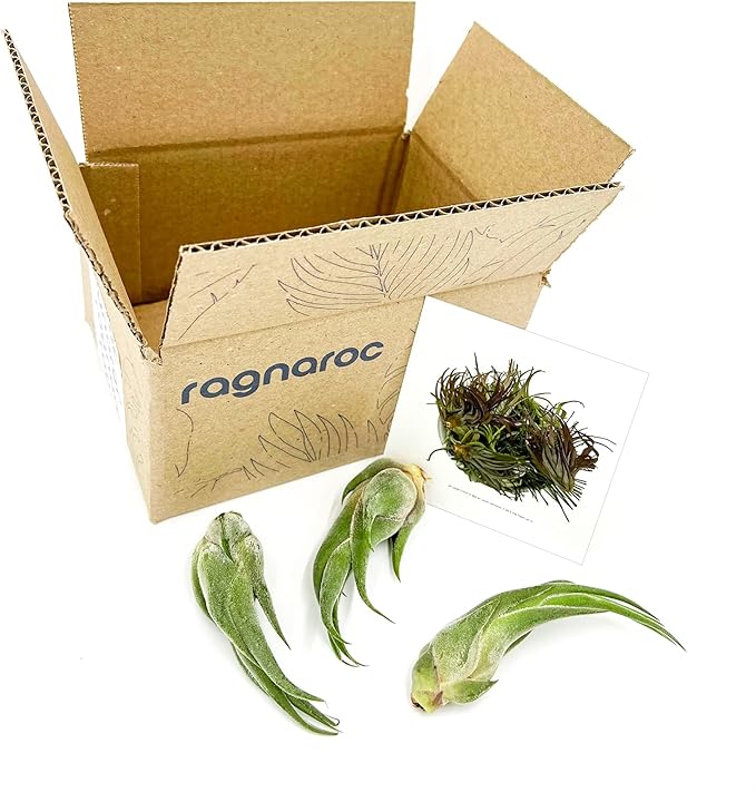 ragnaroc Air Plants - Tillandsia Seleriana, Large 4-6" - 3ct - Live Arrival Guaranteed - House Plants for Home Decor & Gift