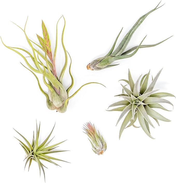 Air Plant Shop 5 Pack Tough Stuff Collection of Tillandsia Air Plants- Wholesale and Bulk - Succulents - Live Tillandsia - Easy Care Indoor and Outdoor House Plants