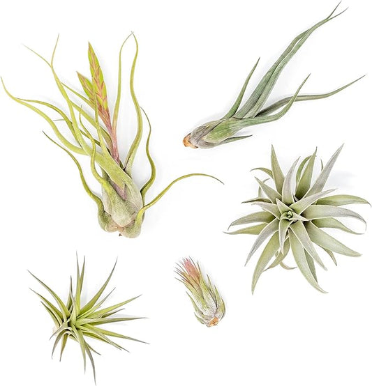 Air Plant Shop 5 Pack Tough Stuff Collection of Tillandsia Air Plants- Wholesale and Bulk - Succulents - Live Tillandsia - Easy Care Indoor and Outdoor House Plants