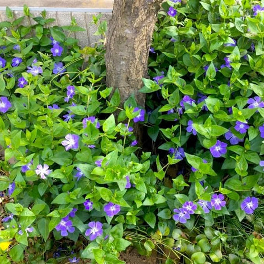 Set 24 of Periwinkle Plants Live, Vinca Plants Live, Vinca Ground Cover Vine Bare Roots from 6 Inc Tall