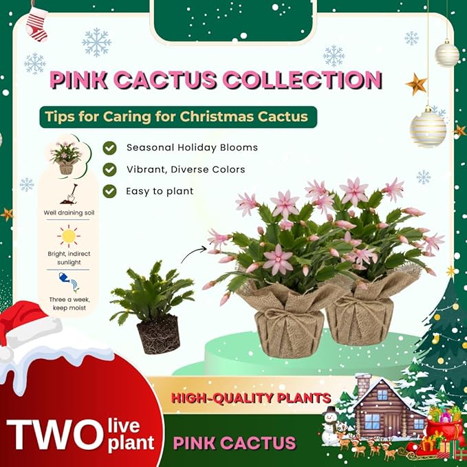 Set 2 Christmas Cactus Plants Live, Hanging Baskets Houseplants, Holiday Cactus Indoor Plants Live Well-Rooted 4-9" Tall, No Pot (Pink)