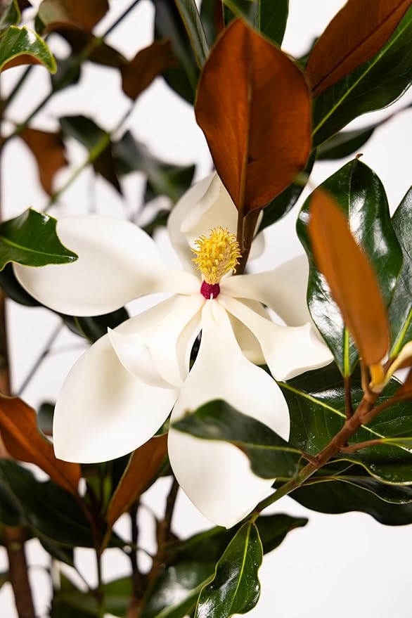 Southern Magnolia Tree, Easy Care, Live Outdoor Plant, with Blooming Magnolia Flowers, Home Decor, Patio Decor