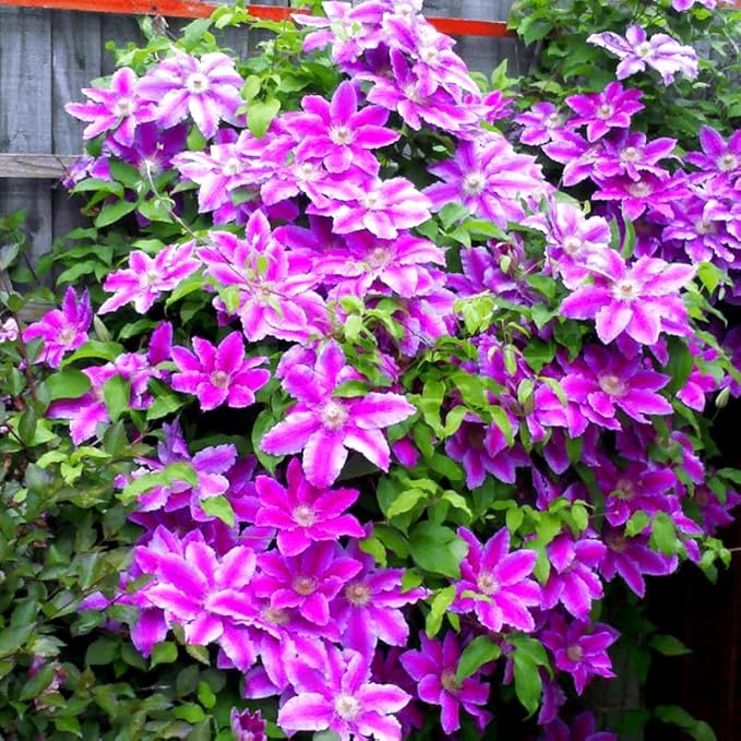 Pink Clematis Vine Plants Live in Pot, 8 Months Old Seedlings Climbing Flowering, Outdoor Trellis Fences, Cold Hardy