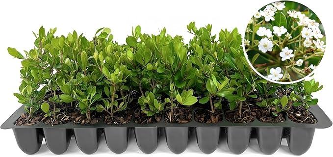 Viburnum Densa | 10 Live Plants | Viburnum Obovatum 'Densa' | Compact Evergreen Shrub | Low-Maintenance Privacy Plants for Landscaping