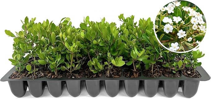 Viburnum Densa | 40 Live Plants | Viburnum Obovatum 'Densa' | Compact Evergreen Shrub | Low-Maintenance Privacy Plants for Landscaping