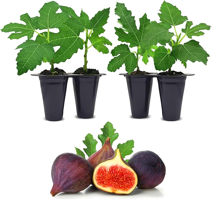 Violette de Bordeaux Fig Trees Live Plants – Set of 4 Starter Fig Plants – Compact, High-Yielding Variety with Rich, Sweet Fruit – Ideal for Containers and Small Gardens – Cold Hardy and Easy to Grow