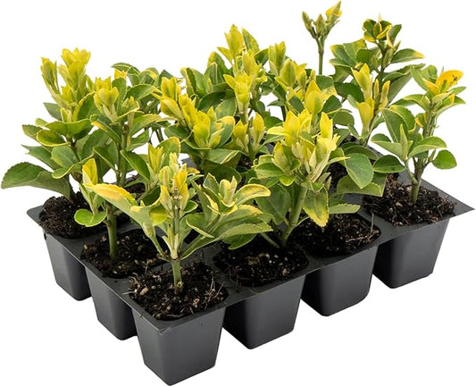 12 Golden Euonymus Shrubs | Live Plants in 2.5-inch Nursery Cubes | Japonica ‘Aureo-Marginatus’ Variety | Easy-Care Evergreen | Variegated Yellow-Green Foliage | Hedges & Shrubs for Home & Garden