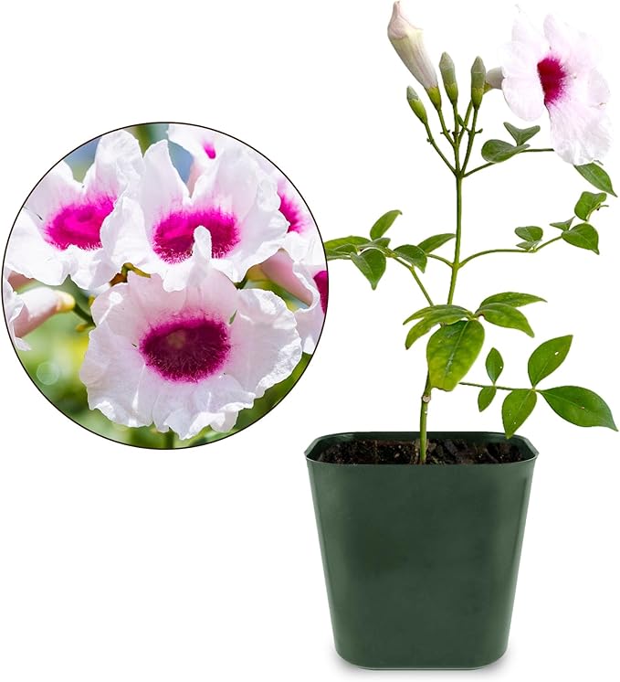 My Shelfie - Pink Bower Flower Vine, Pink Plant Vine for Trellises, Railings, Balconies, and More, 5-6 Inches Tall Live Plants in 2-Inch Pot, Outdoor Plant for USDA Zones 9-11