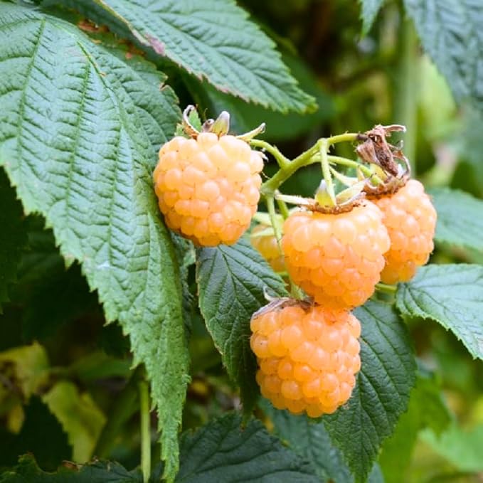 Set 2 Fall Gold Raspberry Plants Live, Raspberry Trees Live Plants, Raspberry Seedlings, 5-9 Inc, Raspberry Fruits Trees