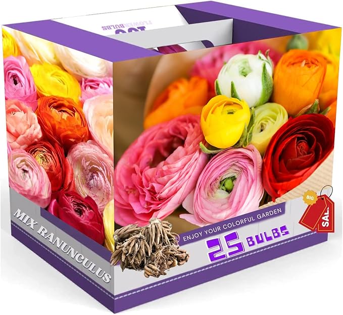 25 Ranunculus Bulbs for Fall Planting, Perennial Flowers Bulbs for Gardens, Vibrant Peony Buttercup Corms for Outdoor Borders (Multicolor Ranunculus)