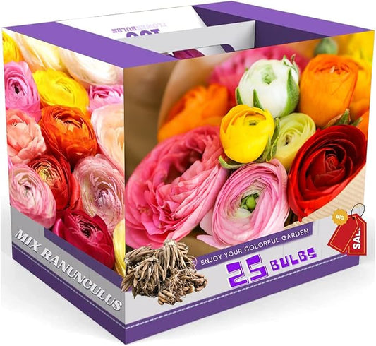 25 Ranunculus Bulbs for Fall Planting, Perennial Flowers Bulbs for Gardens, Vibrant Peony Buttercup Corms for Outdoor Borders (Multicolor Ranunculus)