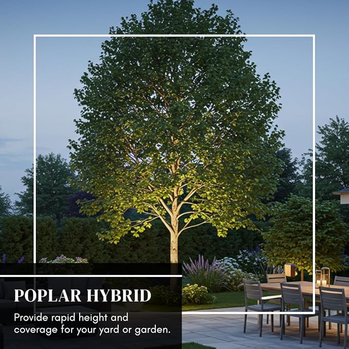 Hybrid Poplar Tree Seedlings for Planting - Fast Growing Privacy and Shade Trees (5 Trees)