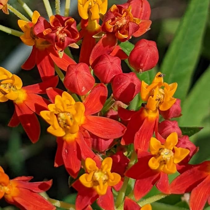2 Milkweed Plants Live, Live Milkweed Plants, Asclepias Tuberosa Plant, 5 to 8 Inc Tall, Outdoors Gardening (Red)