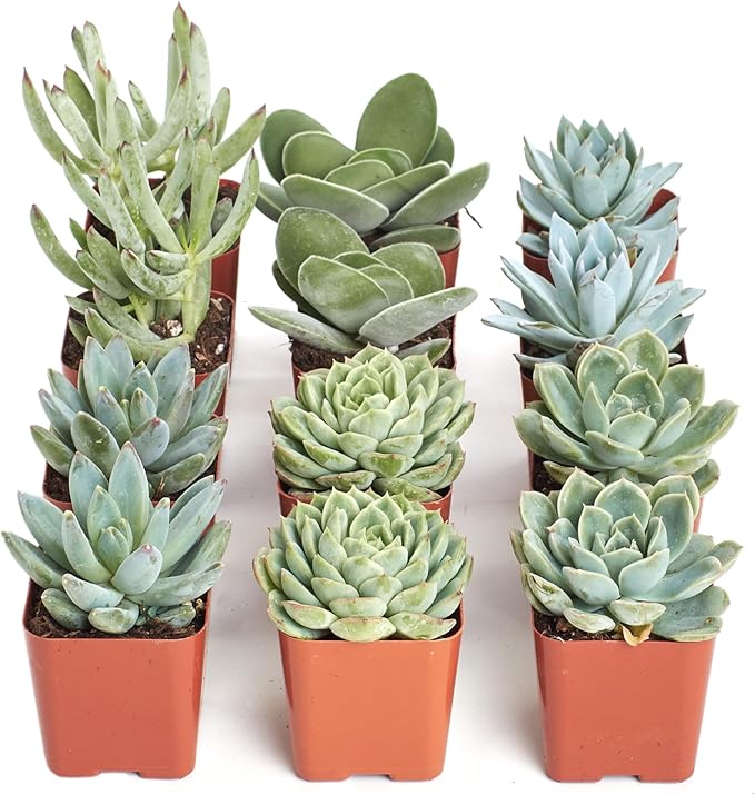 Shop Succulents Blue & Green Succulent Plant Pack Collection - Live Mini Succulent Plants, Low Maintenance, Mixture of Textures - Wedding and Party Favors, Gift & Garden, Pack of 12