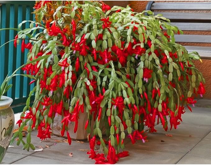 1 Thanksgiving Christmas Cactus Plants Live in 4" Pot, Houseplant Holiday Cactus, Vibrant Single Color Blooms Indoor Outdoor, Zygocactus Like, Winter Hardy (Red)