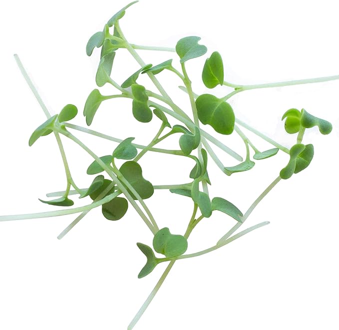 Green Mustard Microgreens Seeds - 4 Oz ~48,000 Seeds - Grow Non-GMO Micro Mustard Herb Greens - Premium Seed - High Germination Rate