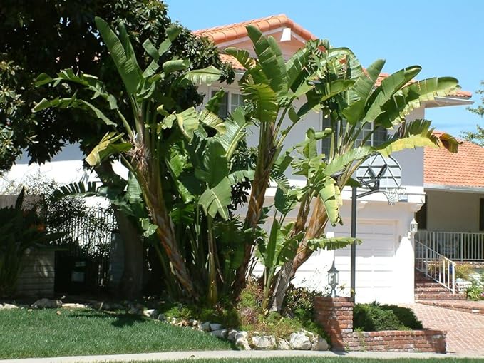 Bird of Paradise - White - Strelitzia Nicholai. (2 White BoP in Sac)