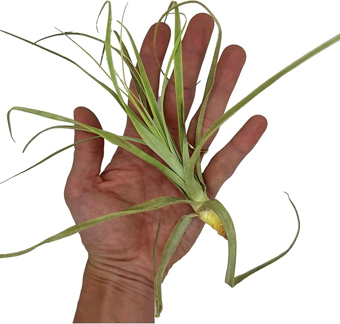 ragnaroc Air Plants - Tillandsia Straminea Jumbo 6-9" - 5ct - Live Arrival Guaranteed - House Plants for Home Decor & Gift