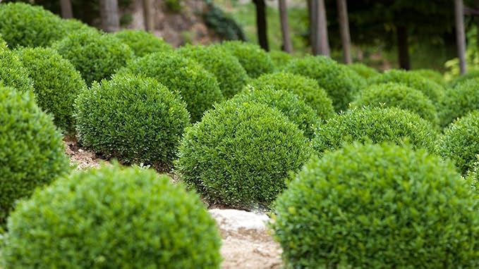 Winter Gem Boxwood | 3 Live 4 Inch Pots | Buxus Microphylla Japonica | Fast Growing Cold Hardy Formal Evergreen Shrub