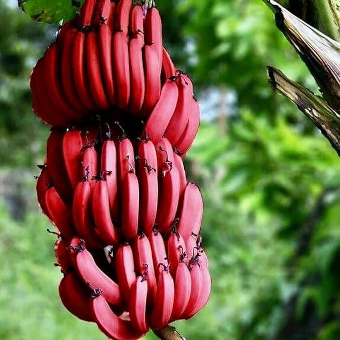 Banana Tree Live Plant, Cold Hardy Banana Plant Live, Tropical Banana Fruit Seedling, Well Rooted 4-8 Inch Tall (Red Banana)