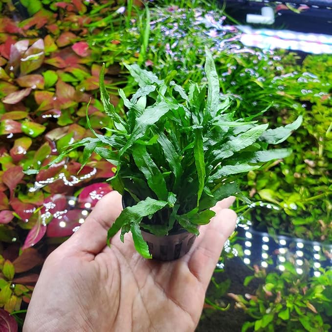 SubstrateSource Java Fern Live Aquarium Plants - Potted Freshwater Plant for Fish Tanks - Beginner Friendly, Low Light (Narrow Mini, 1 Pot)