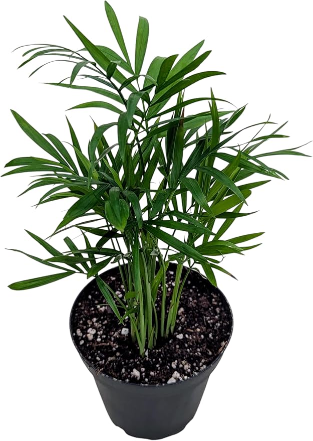 Live Parlor Palm Plant in 4 Inch Pot, Indoor Tropical House Plant, Chamaedorea Elegans