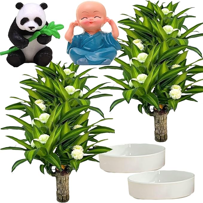 Brazilian Lucky Wood Plant, Brazilian Wood with Energy Crystals, Low-Light Office, Bedroom Decor, Home Good Luck Decor (Blue+Panda)