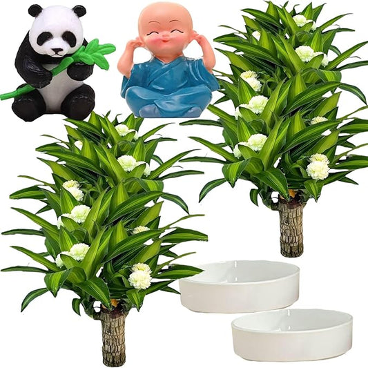 Brazilian Lucky Wood Plant, Brazilian Wood with Energy Crystals, Low-Light Office, Bedroom Decor, Home Good Luck Decor (Blue+Panda)