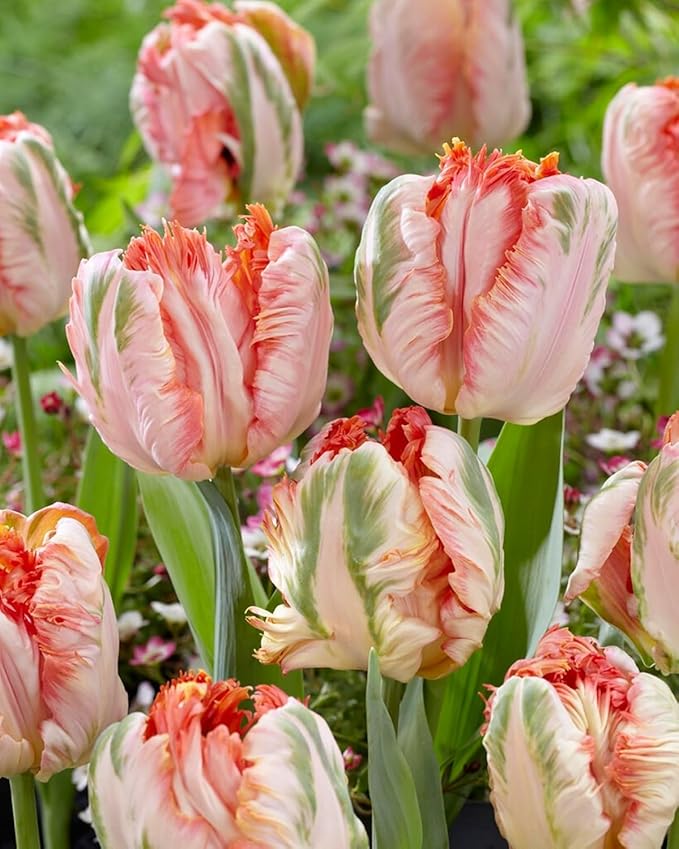 Apricot Parrot Tulip Bulbs for Planting - Stunning Parrot Tulips, Perennial, Top Size Bulbs (20 Bulbs)