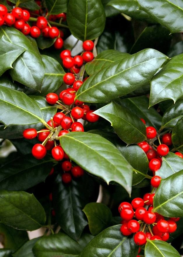 Nellie R. Stevens Holly - 10 Live Trees - Evergreen Privacy Plants