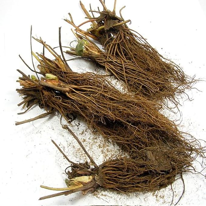 White Carolina Pineberry Plants - 10 Roots -Bareroot-Pineapple/Strawberry Flavor - Grow Indoors or Out