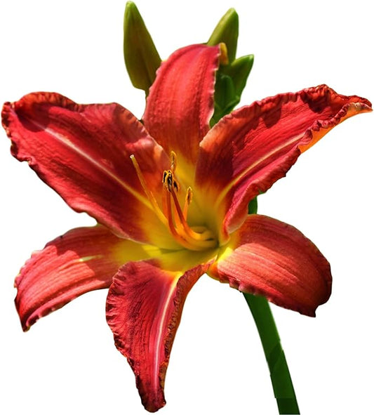 Easy to Grow Daylily Autumn Red 3 Plant Divisions - Red Flowers in Summer, Full Sun Outdoor Zones 3-9