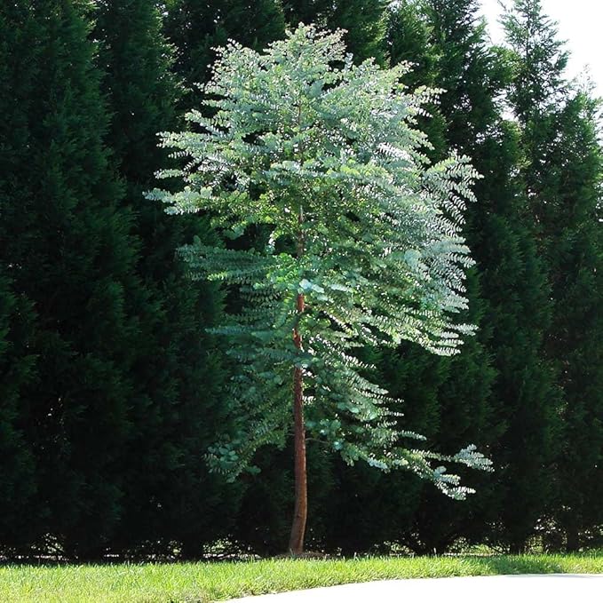 Eucalyptus Plant, Starter Eucalyptus Plant Live in 2.5" Pot, Cold Hardy, Fragrant Foliage, Ready to Grow Indoor Outdoor (Baby Blue Eucalyptus)