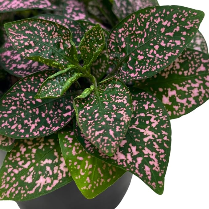 BubbleBlooms Pink Hypoestes Phyllostachya in a 4 inch Pot Polka Dot Flamingo Plant